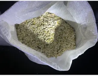 Зображення для оголошення Продам мелкую тыквенную семечку на масло