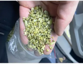 Зображення для оголошення Продам чищенную Семочку нового урожая на масло