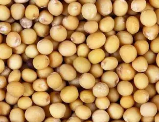 Зображення для оголошення Продам горчицу белую и другие семена