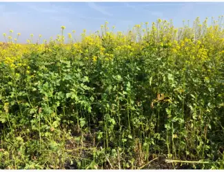 Продам насіння білої гірчиці «Андромеда»