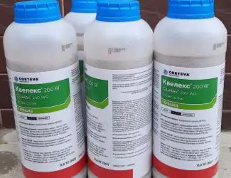 Квелекс - інноваційний гербіцид для ефективного контролю бур'янів в посівах зернових культ