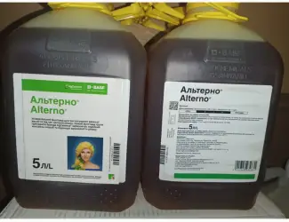 Альтерно - надійний контроль хвороб та підвищення врожайності ріпаку