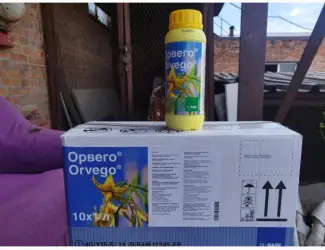 Орвего - локально-системний фунгіцид для захисту овочів тавинограду від комплексу хвороб