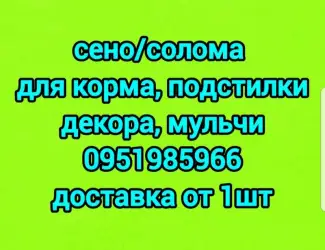Зображення для оголошення СЕНО различных видов. Доставка. Объёмы. Есть безналичный расчёт