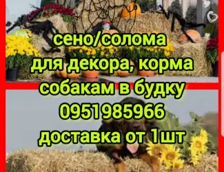Зображення для оголошення Солома для фотозон декора, сено в тюках для корма, утепления вольера собакам с доставкой