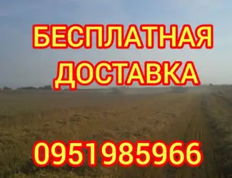 Зображення для оголошення Сено луговое, люцерна, солома. Доставка входит в стоимость