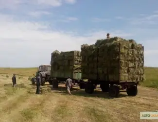Зображення для оголошення Продам луговое сено и люцерну в тюках. Привоз на дом входит в стоимость