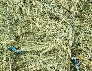 Зображення для оголошення Продам сено, продажа и доставка от 1 тюка