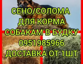 Зображення для оголошення Сено солома в тюках мешках для корма, на подстилку, декора