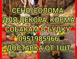 Зображення для оголошення Люцерна, луговое сено, солома в тюках мешках. Доставка. Объёмы