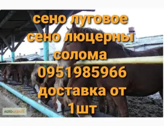 Зображення для оголошення Сено луговое