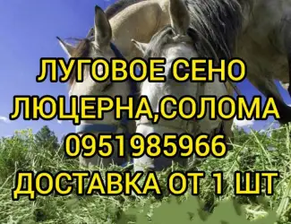 Зображення для оголошення Есть в наличии! Большие объёмы. Сено люцерны