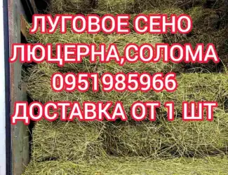 Зображення для оголошення Сено люцерны