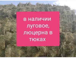 Зображення для оголошення Люцерна в тюках, 800т. Доставка по Украине бесплатно