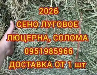 Зображення для оголошення Сено луговое