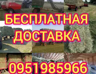 Зображення для оголошення Люцерна, луговое сіно сено в тюках с бесплатной доставкой. Форма оплаты любая