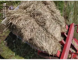 Зображення для оголошення Лугове сіно в тюках, різнотравя. Урожай 2022 року. Доставка
