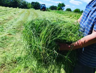 Зображення для оголошення Продам сіно лугове