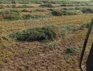 Зображення для оголошення Продам сіно із люцерни