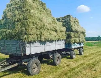 Зображення для оголошення Продаж сіна