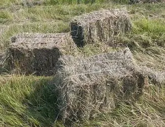 Зображення для оголошення Сіно зелене покіс 23- року