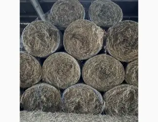 Зображення для оголошення Продам сіно люцерни в круглих тюках
