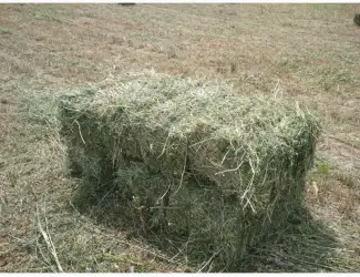 Зображення для оголошення Продам сіно люцерни у тюках по 15-18 кг, врожай 2023р 75грн