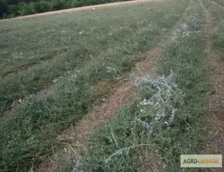 Зображення для оголошення Продам сіно люцерни 75 грн. у тюках, ECO-врожай 2023г