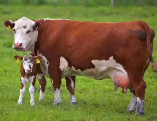 Продам корм для корів (шрот
