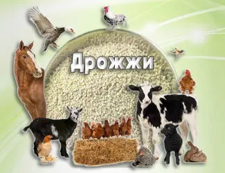 Зображення для оголошення Дрожжи кормовые от производителя