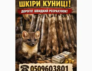 Зображення для оголошення Куплю шкіри шкури куниці