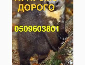 Зображення для оголошення Купляємо шкіри куниці ДОРОГО по усій Україні/хутро/куница