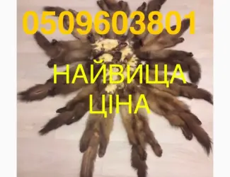Зображення для оголошення Закупівля по найкращих цінах шкір куниці (знайшли дорожче-ми заплатимо ще дорожче )