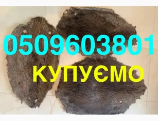 Зображення для оголошення Купуємо ДОРОГО шкіри бобра сухі не солені хутро мех
