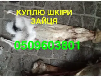 Зображення для оголошення Купуємо сухі не солені шкіри зайця ДОРОГО