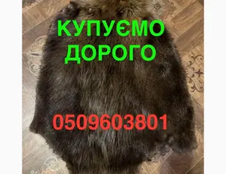 Зображення для оголошення Купуємо ДОРОГО сухі не солені шкіри бобра