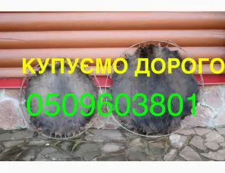 Зображення для оголошення Купуємо ДОРОГО сухі не солені шкіри бобра без жиру і мʼяса