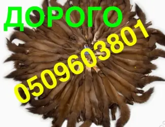 Зображення для оголошення НАЙВИЩІ ЦІНИ шкіра куниці купуємо
