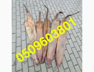 Зображення для оголошення Купуємо суху шкіру видри