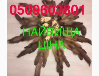 Зображення для оголошення Купуємо куницю НАЙДОРОЖЧЕ/заплатимо вище усіх
