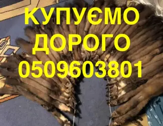 Зображення для оголошення Купуємо дорого куницю / бобра / зайця