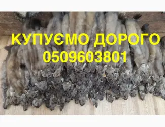 Зображення для оголошення Шкіри куниці і бобра КУПУЄМО НАЙДОРОЖЧЕ
