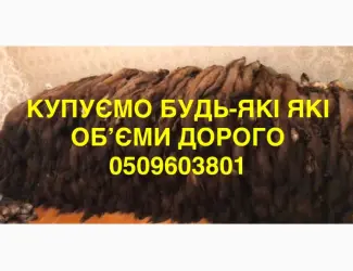 Зображення для оголошення Купуємо шкіри куниці обʼєми будь які ДОРОГО
