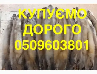 Зображення для оголошення Купівля куплю шкіри куниці ДОРОГО НАЙВИЩА ЦІНА