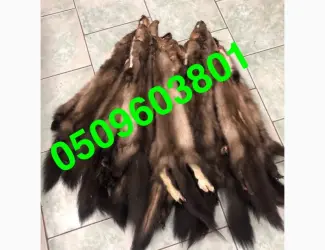 Зображення для оголошення Купуємо куницю