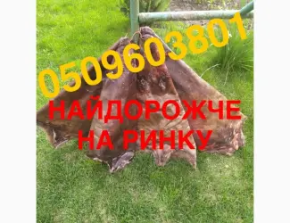 Зображення для оголошення Сухі не солені шкіри хутро бобра купуємо НАЙДОРОЖЧЕ ПО УСІЙ УКРАЇНІ