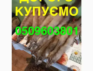 Зображення для оголошення Купуємо ДОРОГО ХУТРО КУНИЦІ мех шкіри куниця