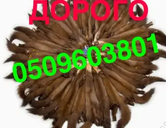 Зображення для оголошення Куплю шкури шкіри хутро ДОРОГО