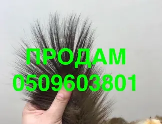 Зображення для оголошення Продам хвости куниці лісової та кам’янки