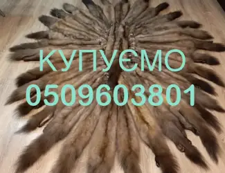 Зображення для оголошення Купуємо шкури куниці